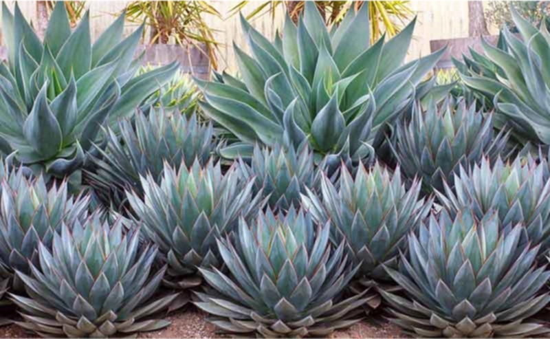 Agave ‘Blue Flame’ and Agave ‘Blue Glow