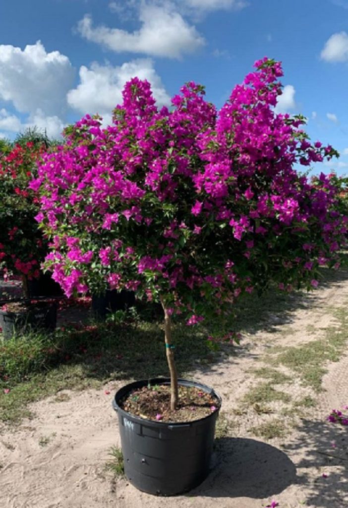 Bougainvillea New River Install Price - Naples Garden Landscaping LLC