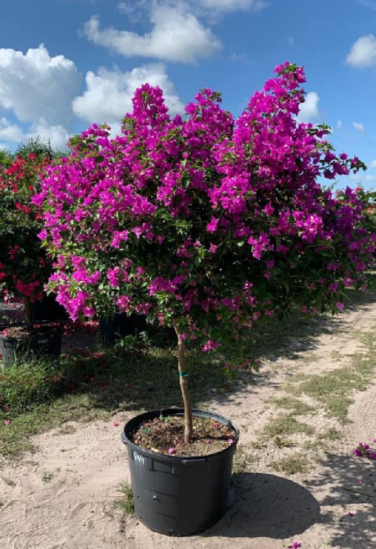 bougainvillea