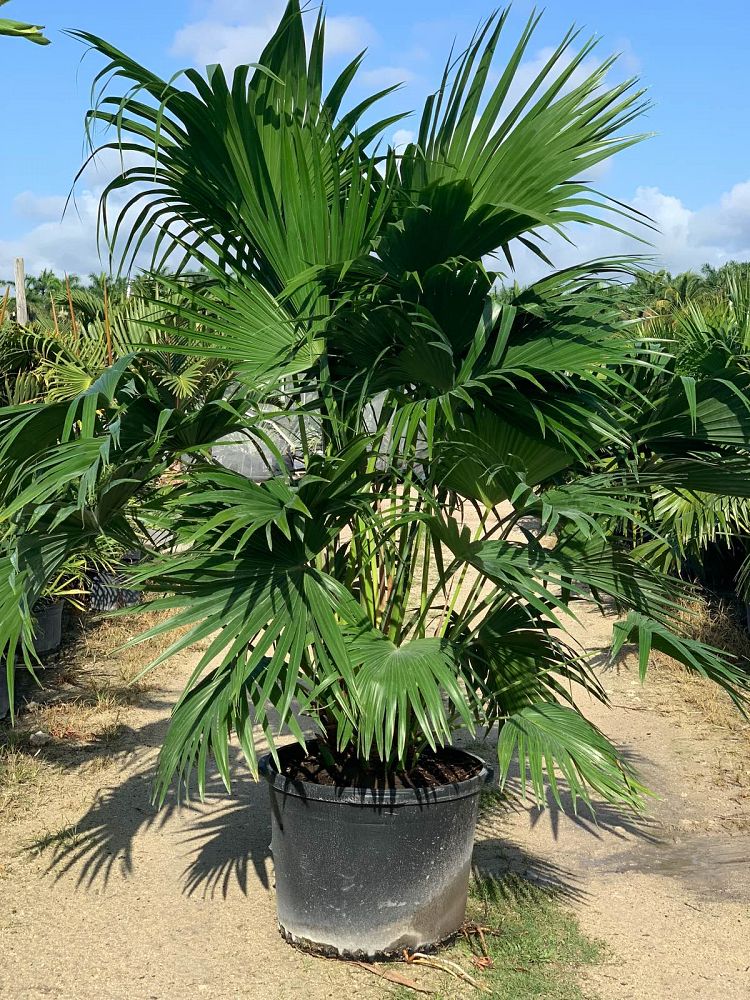 25 Gallon Chinese Fan Palm Install Pricing