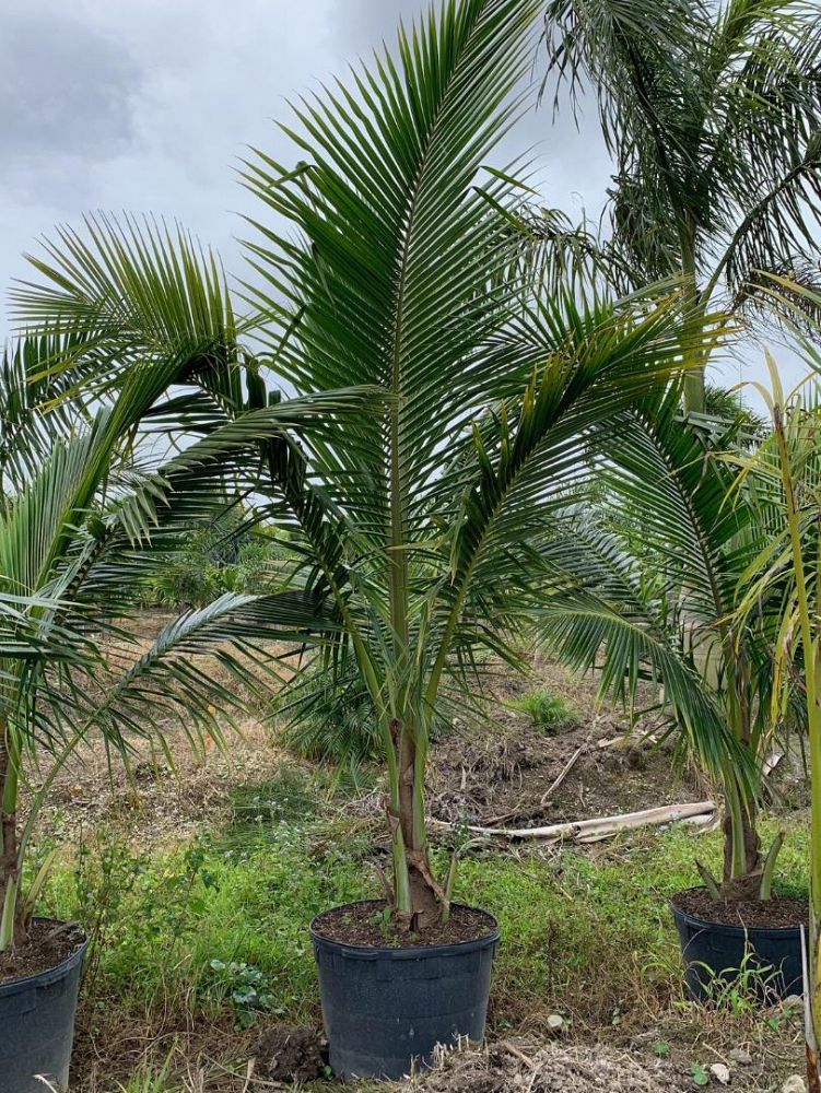 25 Gallon Coconut palm Coconut palm Cost
