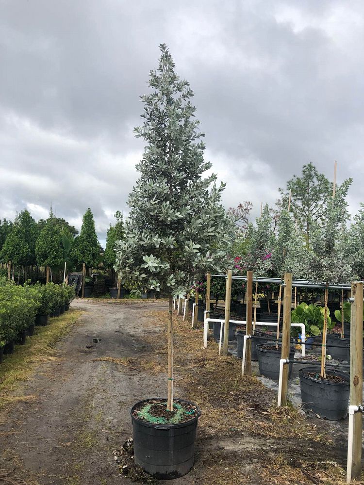 South Florida Trees Pricing and Information - Naples Garden Landscaping LLC