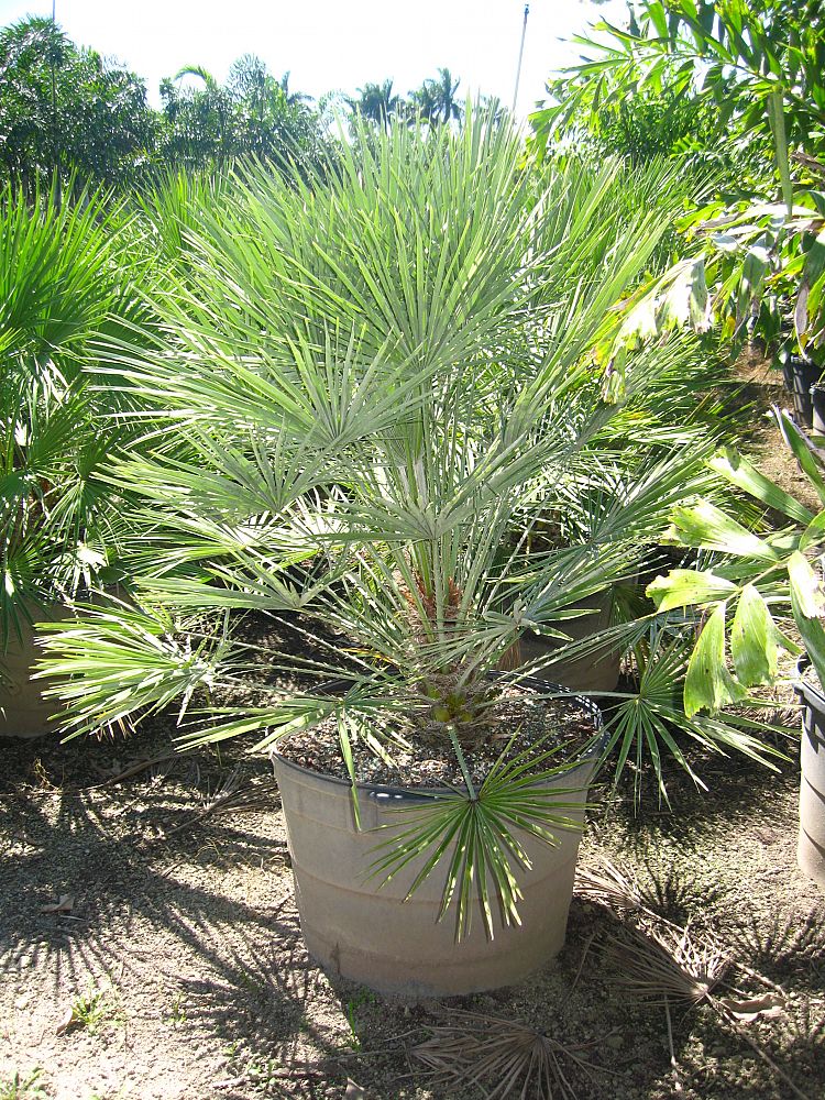 25 gallon European Fan Palm Install Price