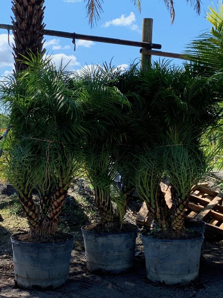25 gallon Pygmy Date Palm 3 Pygmy Date Palm