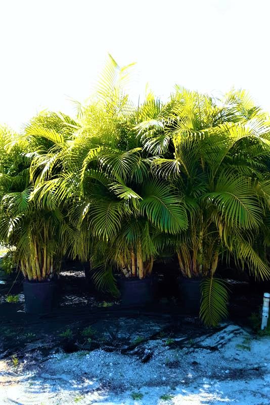 Areca Palm Install Price Naples Garden Landscaping Llc