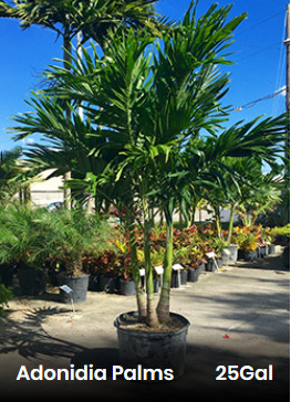 Adonia Christmas Palm Cost Adonia Christmas Palm Cost