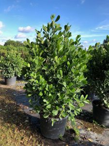 Clusia Little Leaf Hedge Pricing - Naples Garden Landscaping LLC