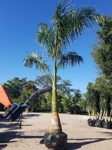 Royal Palm tree planting Royal Palm tree planting