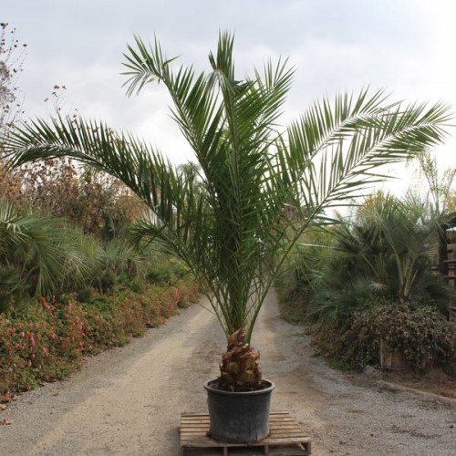 canary island date palm install price