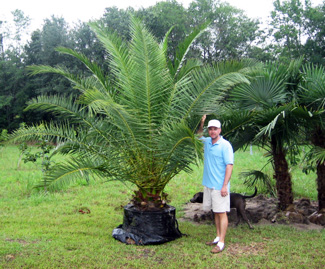 canary island date palm 45G canary island date palm 45G