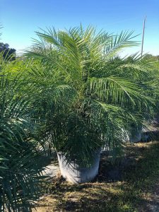 Pygmy Date Palm Install Price - Naples Garden Landscaping LLC