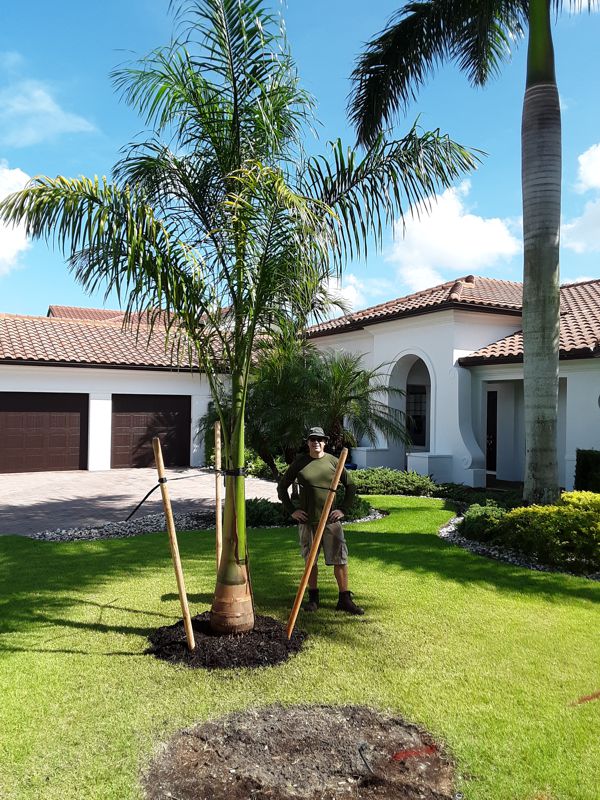 Royal Palms lining both sides of Royal Palm Way, a street in