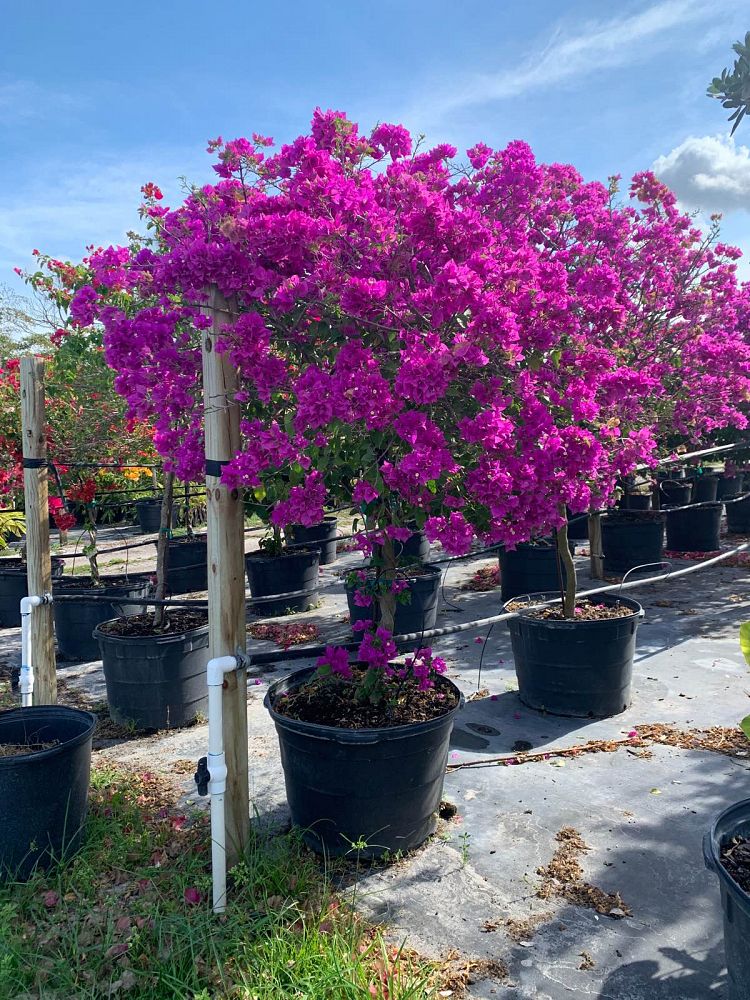 Bougainvillea New River Install Price Naples Garden Landscaping Llc