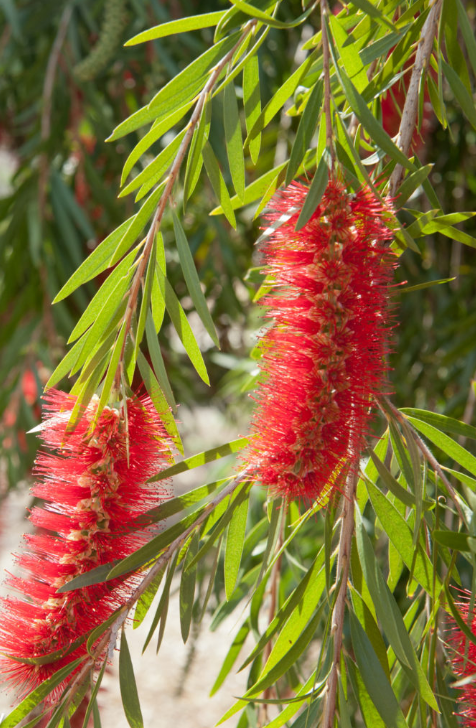 Callistemon viminalis Weeping Bottle Brush Flower