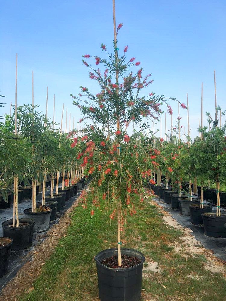 bottle brush tree  Landscape trees, Bottle brush trees, Garden trees