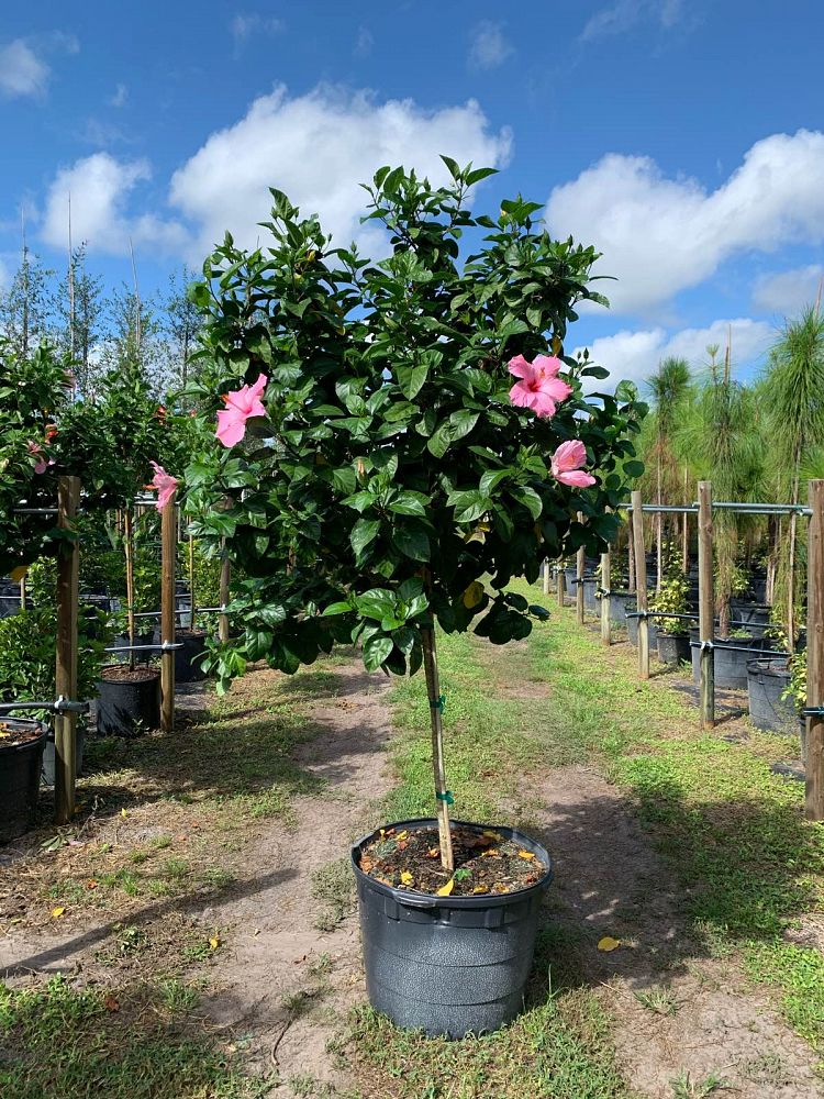 a hibiscus shrubs in yard