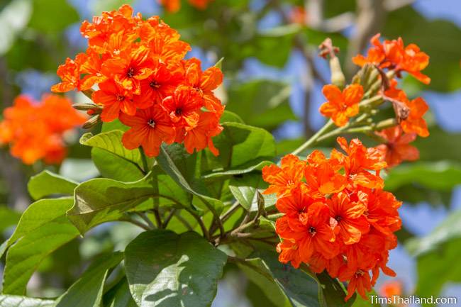 Orange Geiger Tree Flower