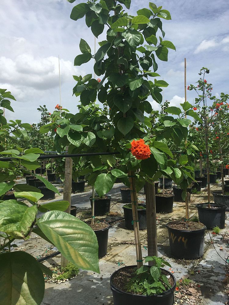 Orange Geiger Tree