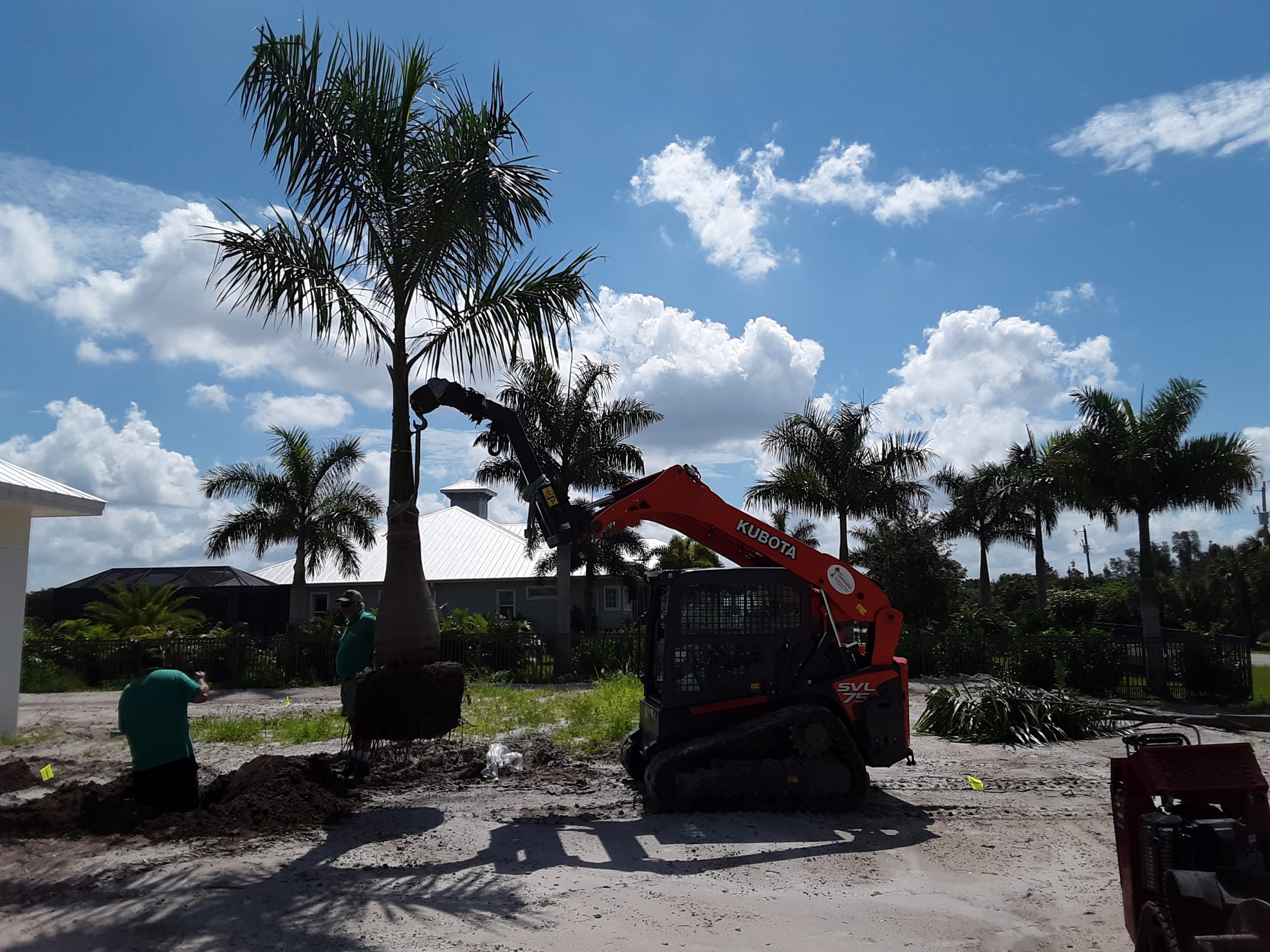 Royal Palm 20 ft. Install Price - Naples Garden Landscaping LLC