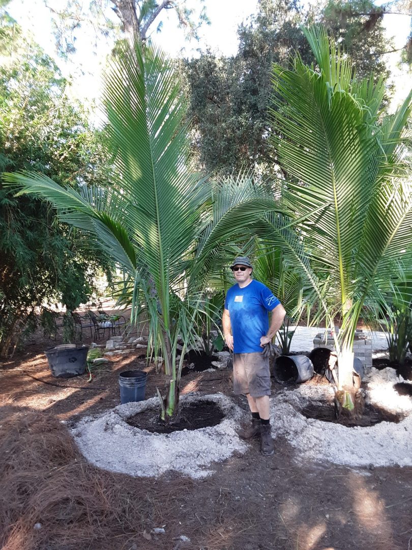 coconut palm tree install price - naples garden landscaping llc