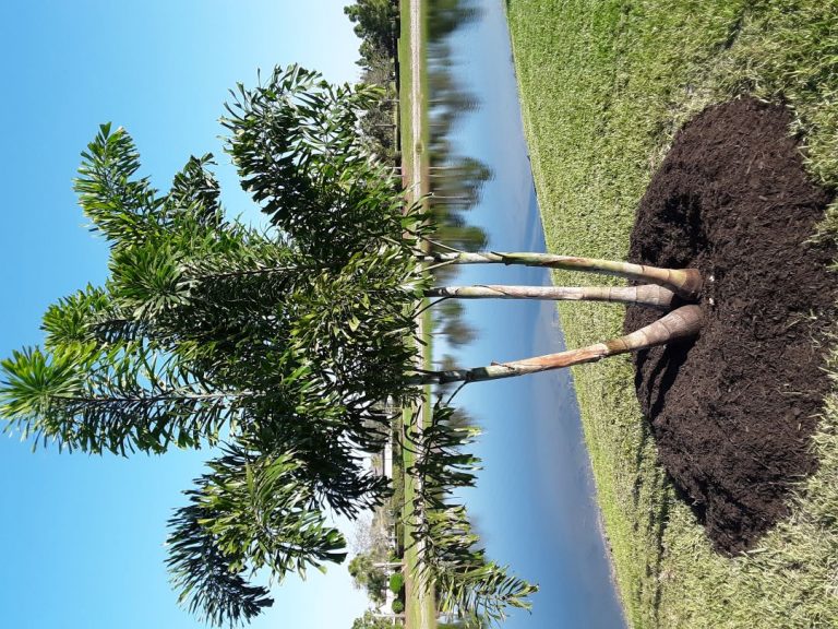 Foxtail Palm Install Pricing Naples Garden Landscaping LLC