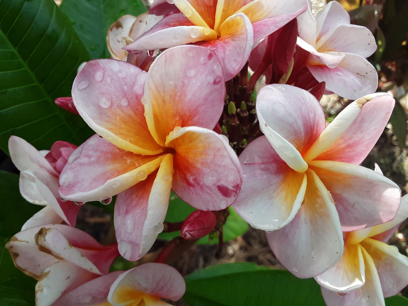 Naples Flower Landscaping