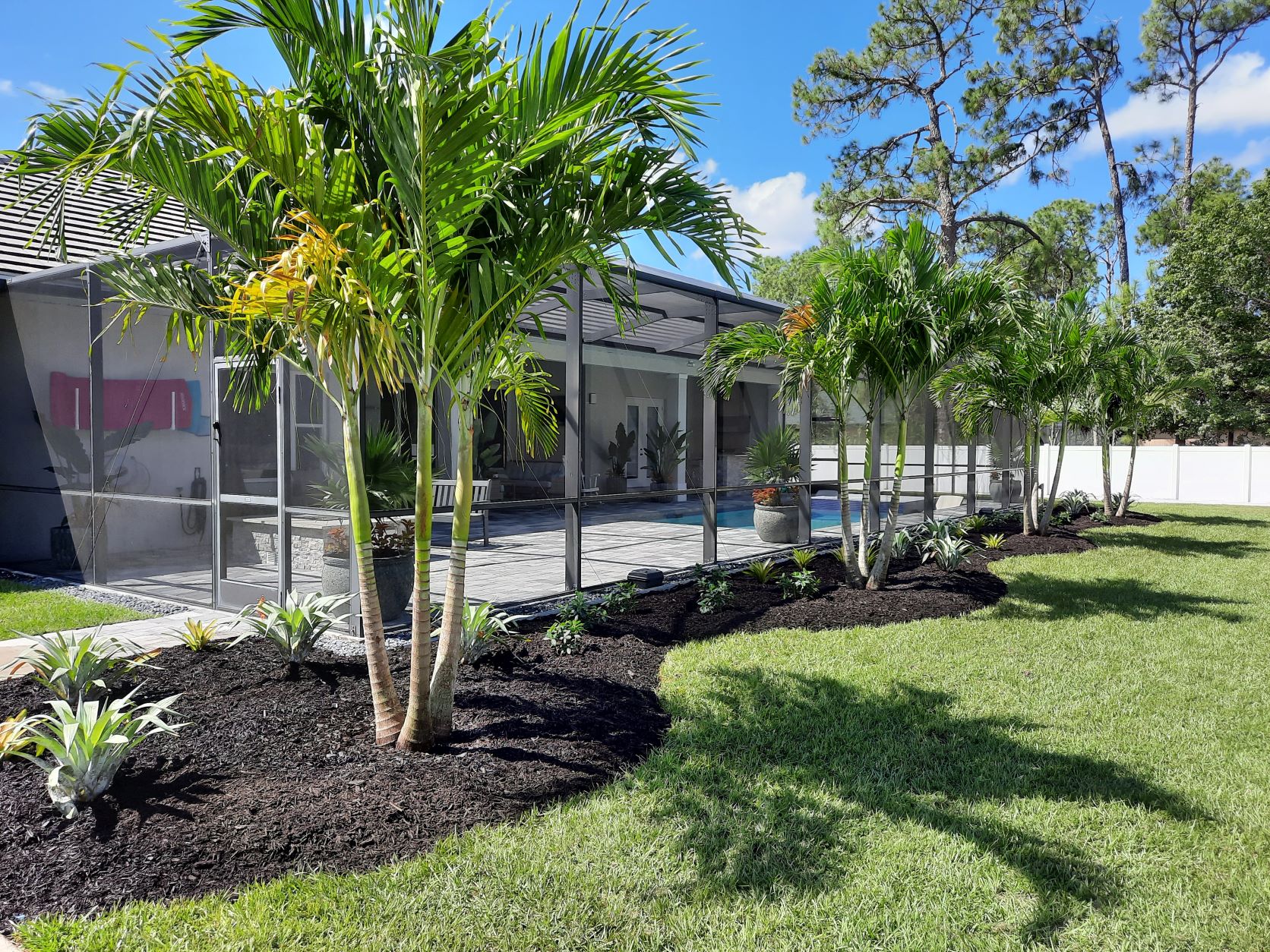 adonia palm plantying in naples, FL