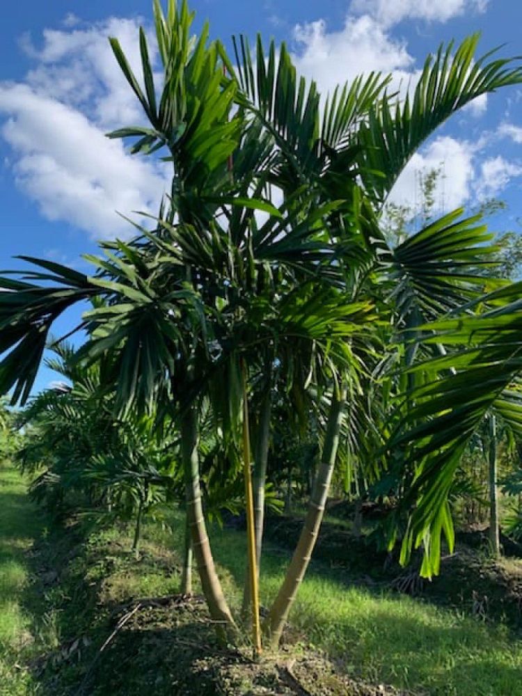 solitary palm tree