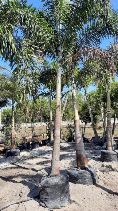 Foxtail Palm Single 20ft. Install Price