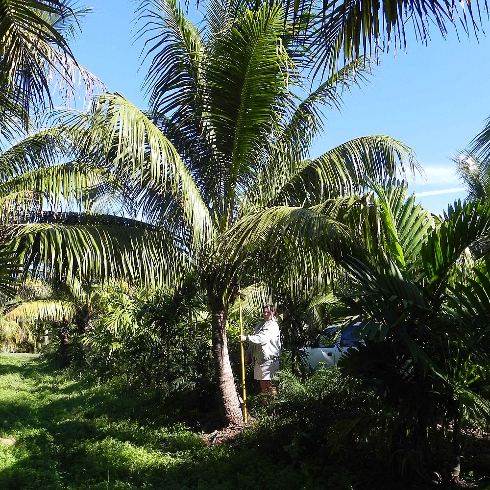 Coconut Palm Tree