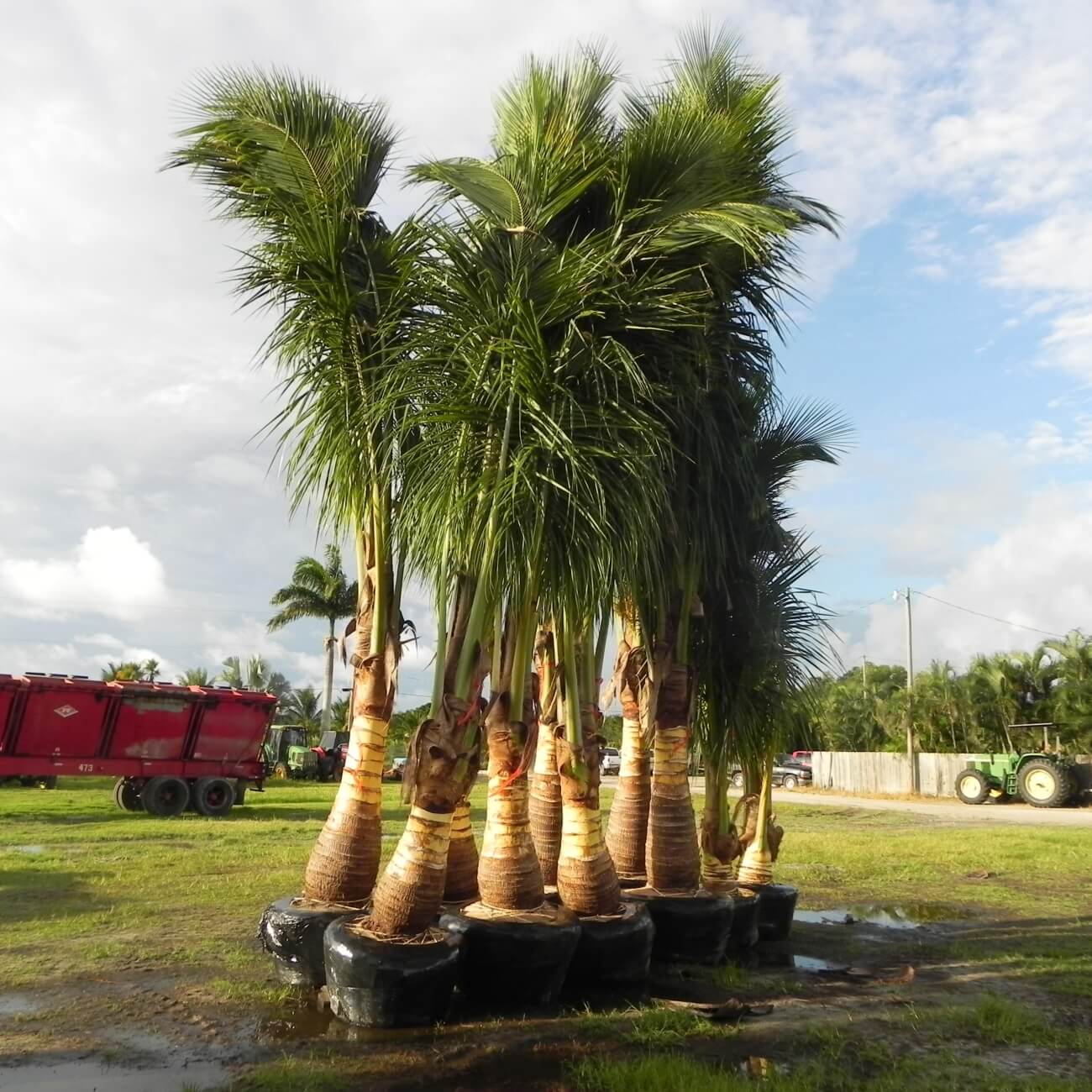 Coconut Palm Tree