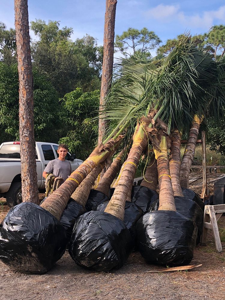 Maypan Coconut Palm Tree 6 - 8 ft GW