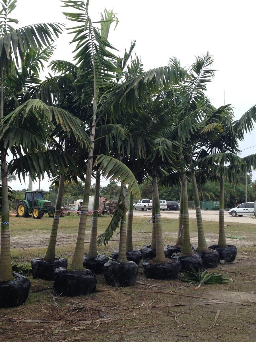 Montgomery Palm Install Price