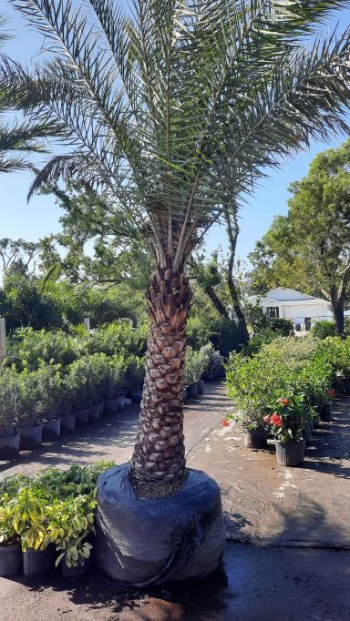 14 Foot Phoenix Palm Tree - Pipe Only - Base Not Included