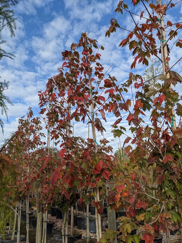 Acer-rubrum-Florida-Flame-Red-Maple