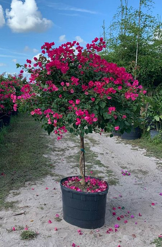 Bougainvillea-Barbara-Karst