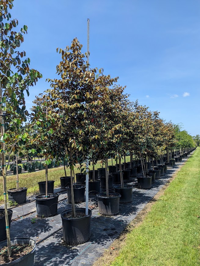 Pink Powder Puff Tree Install Price - Naples Garden Landscaping LLC