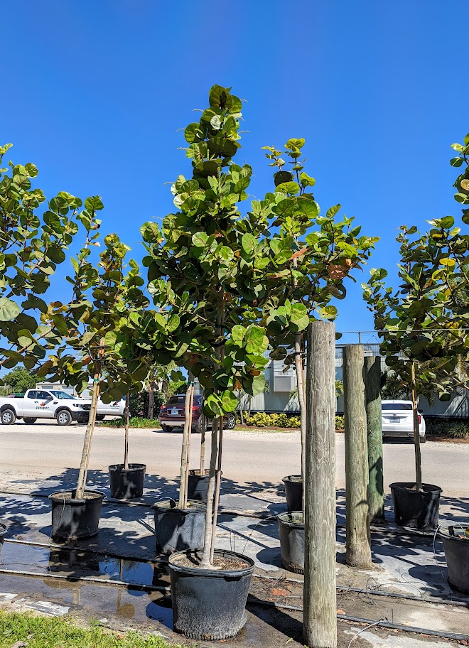 Coccoloba-uvifera-Sea-Grape-Tree