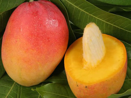 Cogshall Mango Fruit