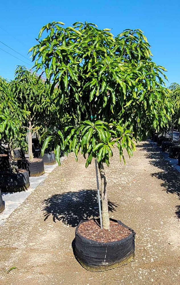 Cogshall Mango Tree Install Price - Naples Garden Landscaping LLC