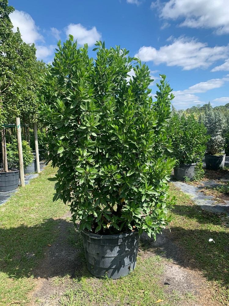 Conocarpus-erectus-Green-Buttonwood-Shrub