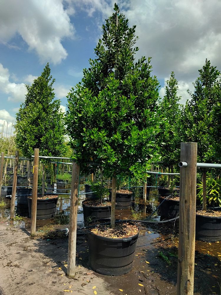 Conocarpus-erectus-Green-Buttonwood