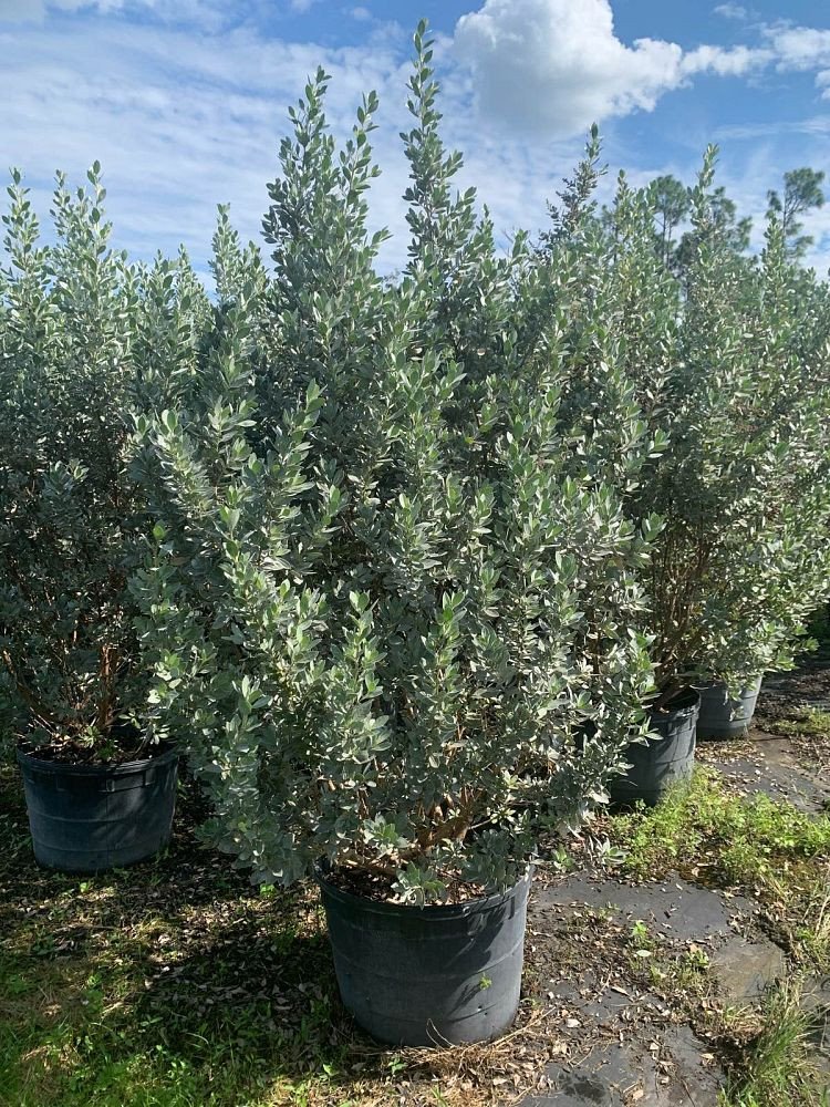 Conocarpus-erectus-Sericeus-Silver-Buttonwood-Shrub
