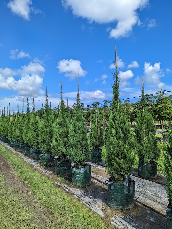 Southern Red Cedar Tree