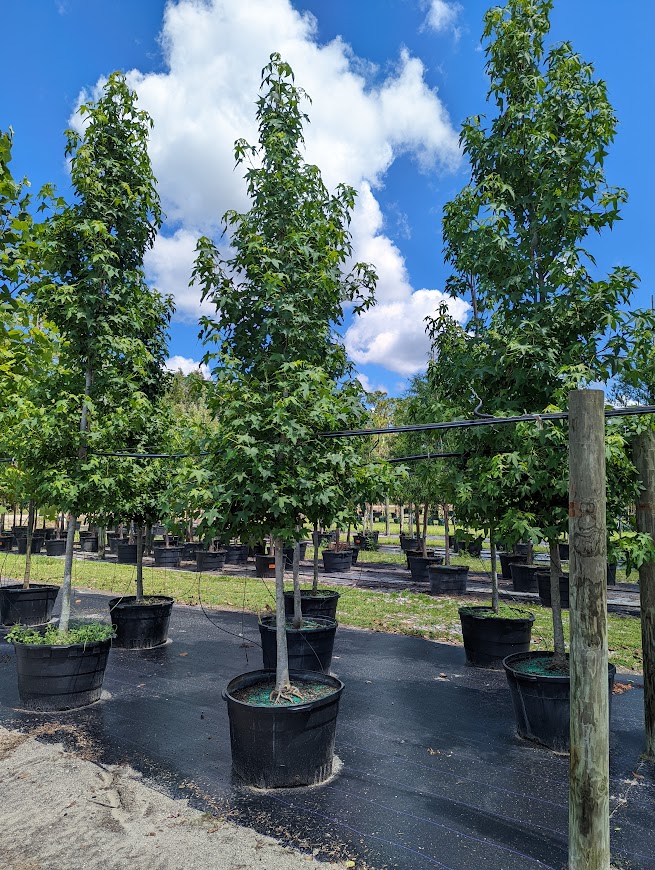 Liquidambar-styraciflua-American-Sweetgum