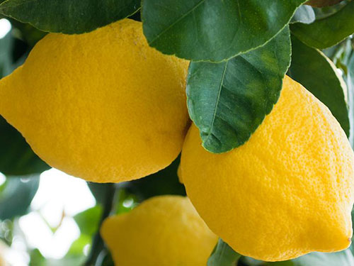 Myers Lemon Tree