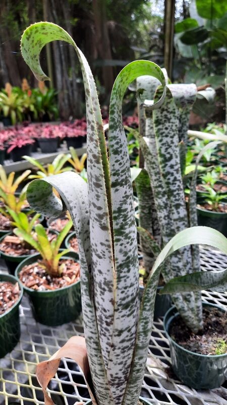 Naples Bromeliads