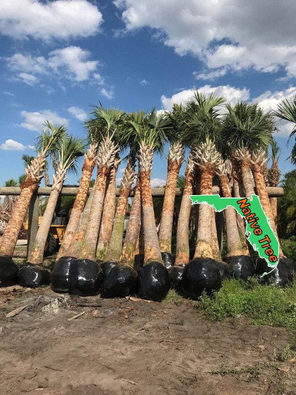 Sabal Cabbage Palm