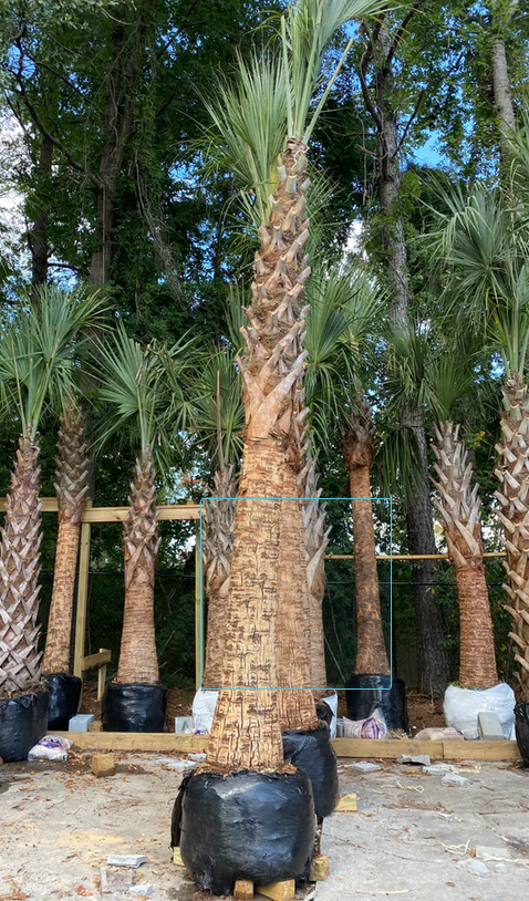 Sabal Palm 8-10 ft. Slick