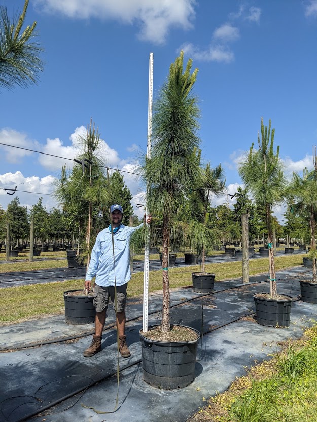 Weeping Bottle Brush Install Price - Naples Garden Landscaping LLC